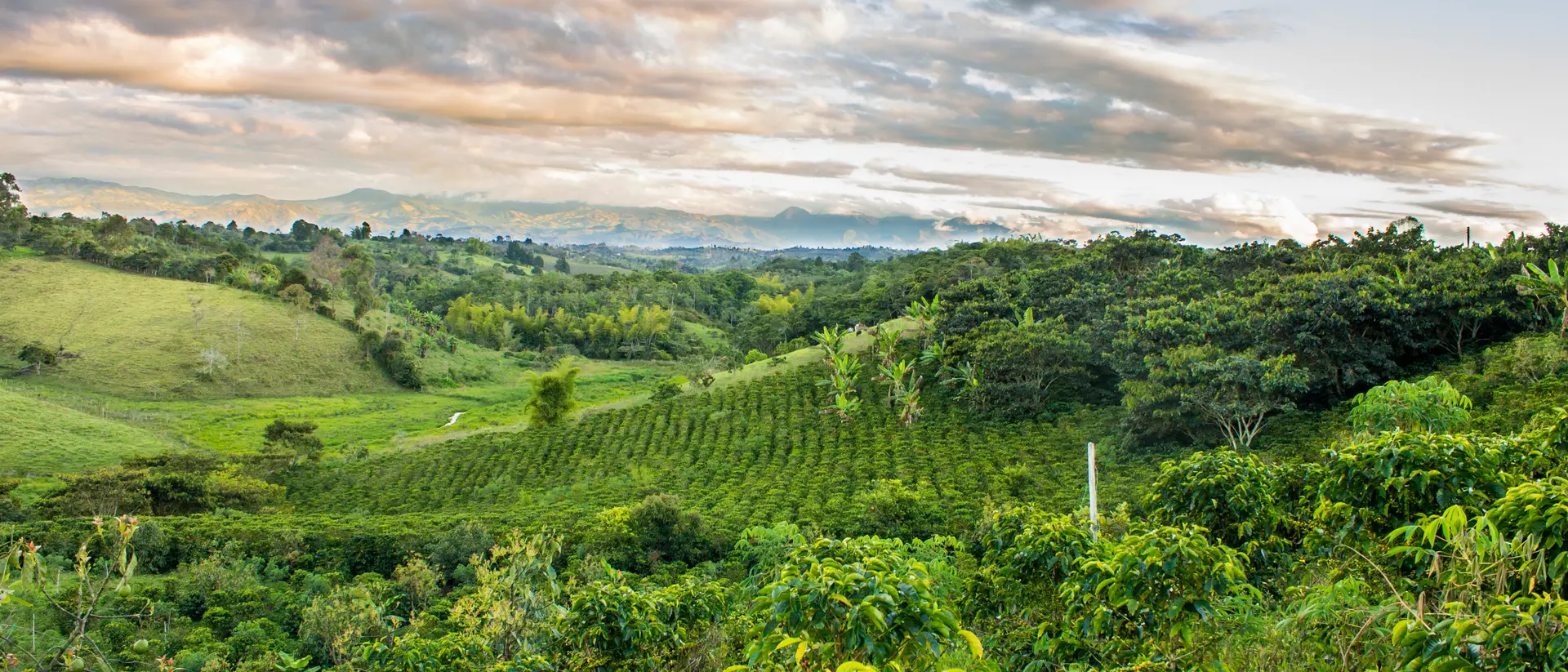 View across green lush coffee plantation