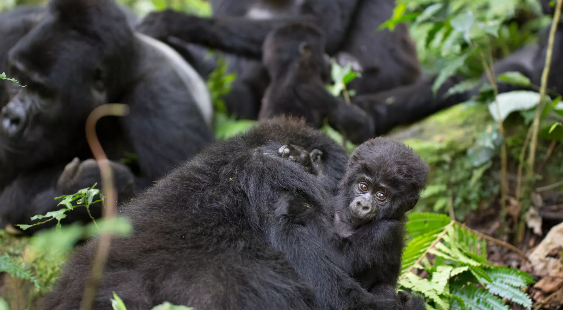 Baby mountain gorillas, also known as Juveniles. grow rapidly during their early years but remain dependent on their mothers.