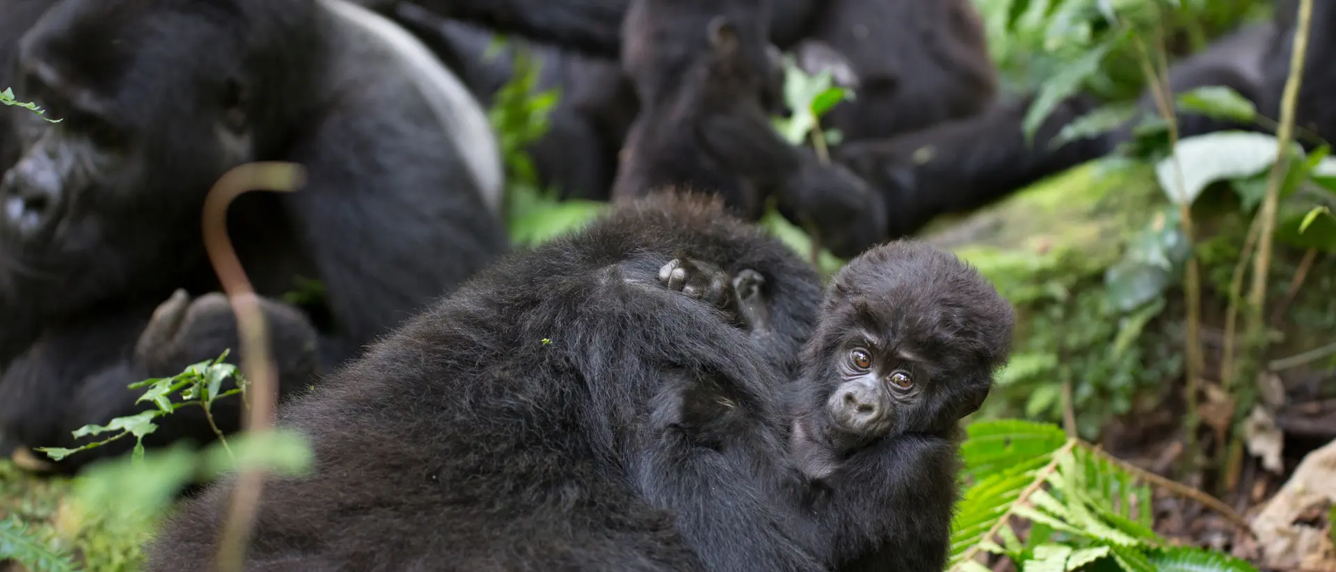 Baby mountain gorillas, also known as Juveniles. grow rapidly during their early years but remain dependent on their mothers.