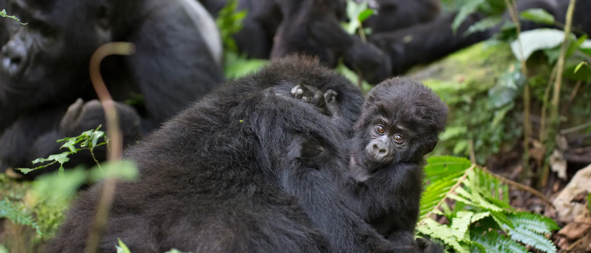 Baby mountain gorillas, also known as Juveniles. grow rapidly during their early years but remain dependent on their mothers.