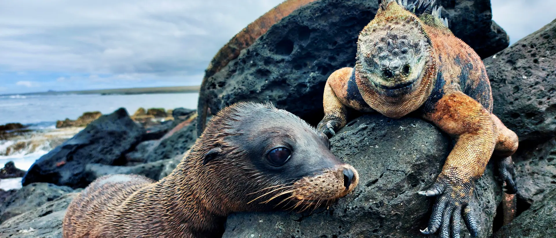 Galapagos
