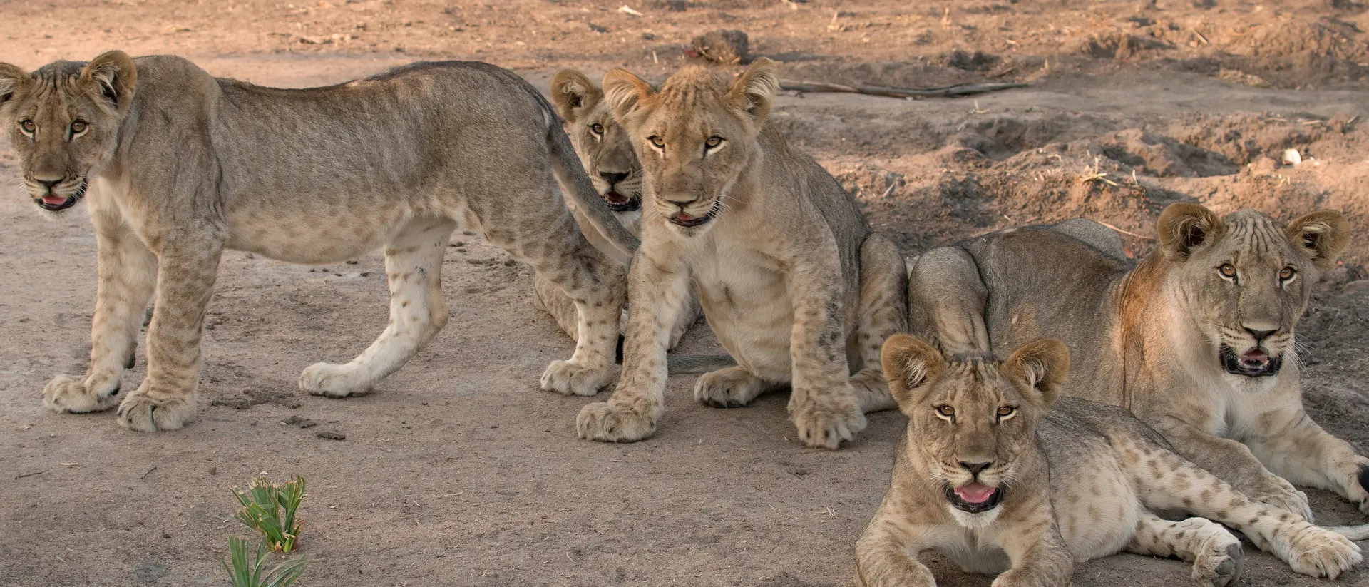 Lions