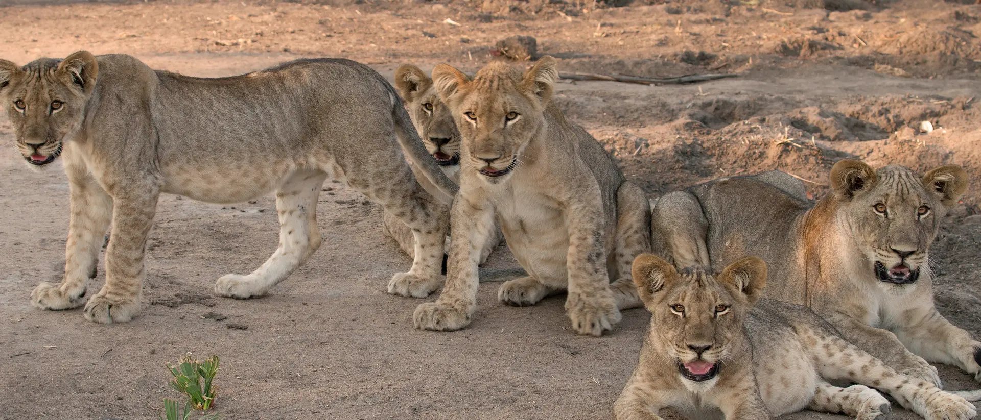 Lions