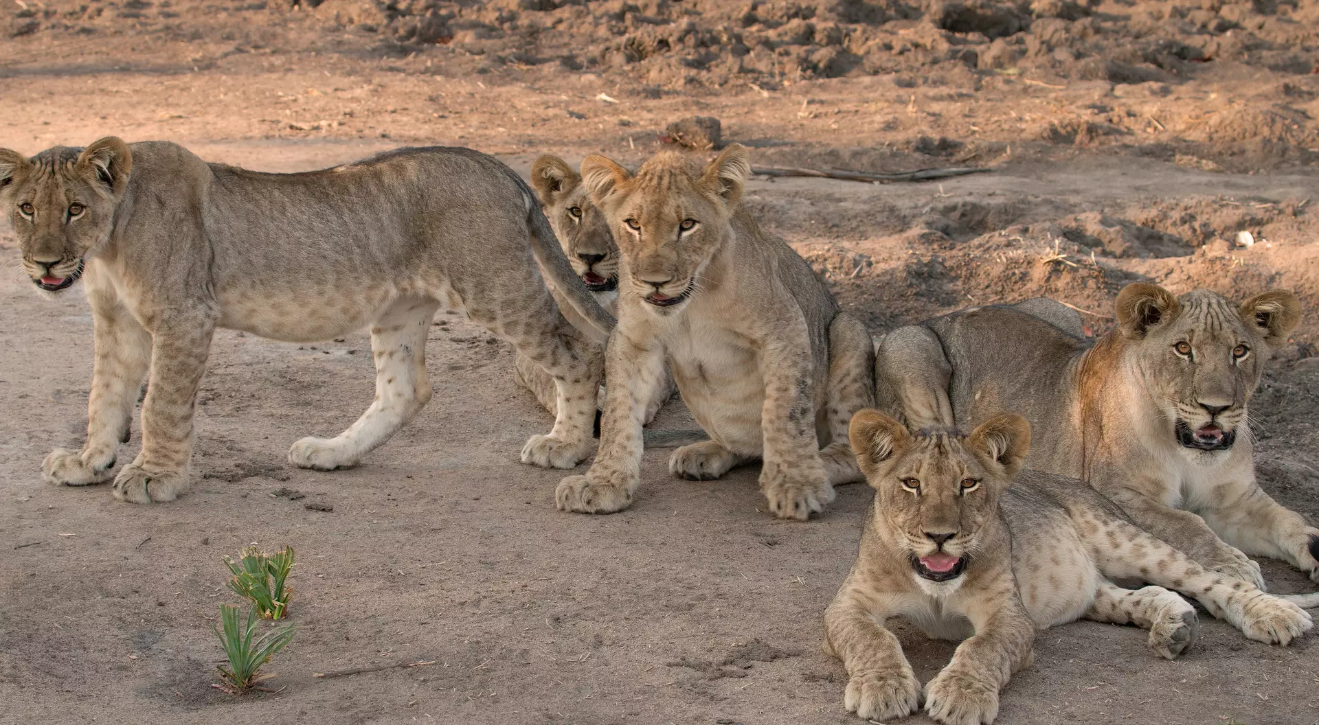 Lions