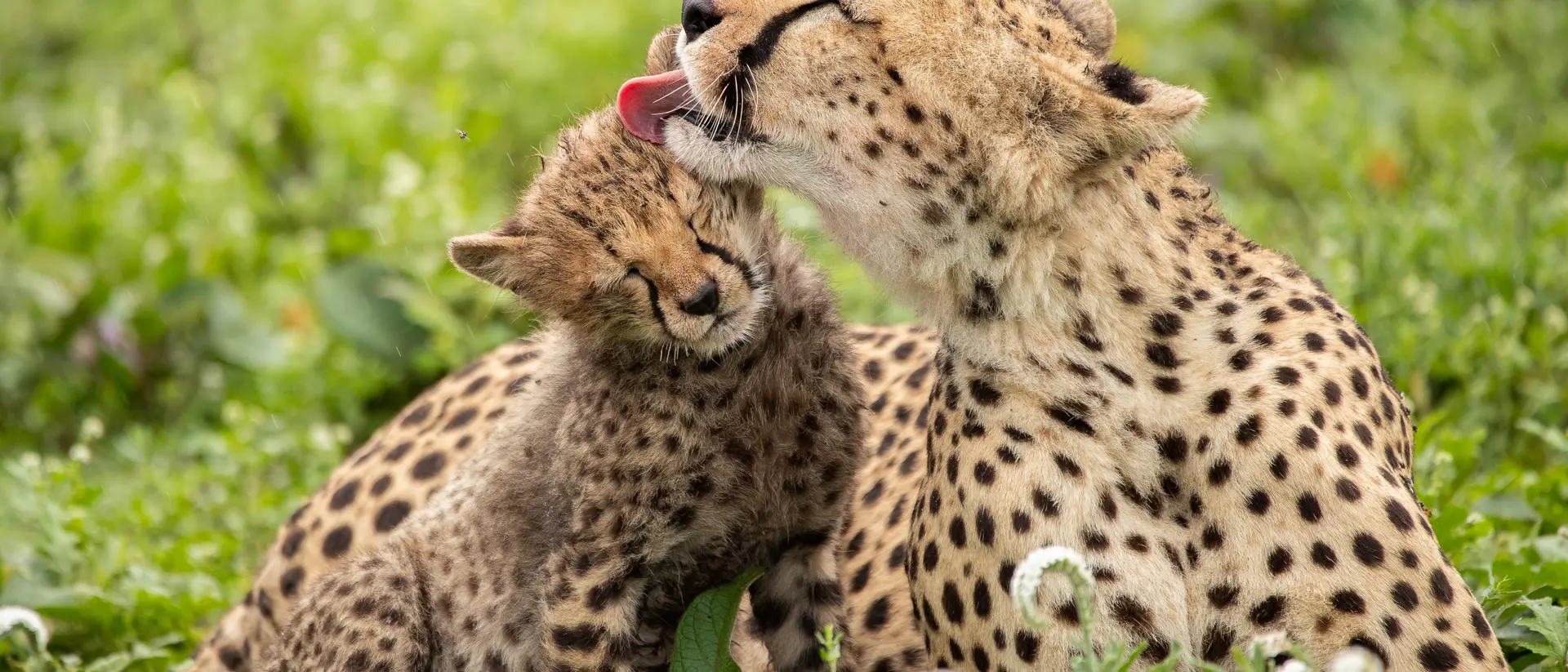 Cheetahs roaming the plains of Tanzania