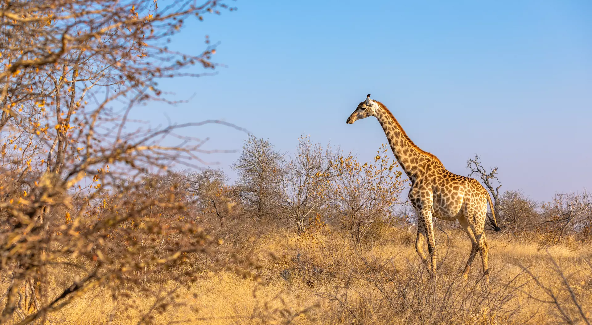 The giraffe strolls gracefully across the sun-kissed African Savanna.