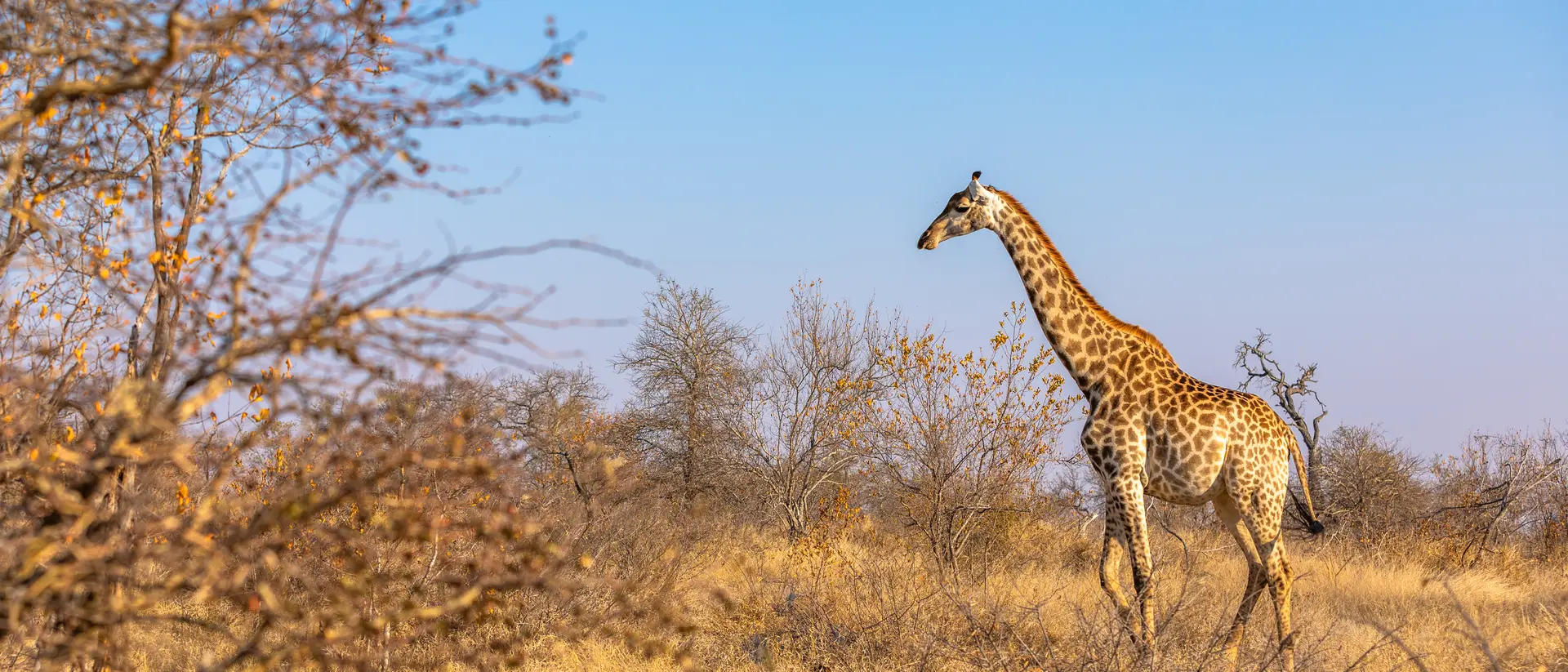 The giraffe strolls gracefully across the sun-kissed African Savanna.