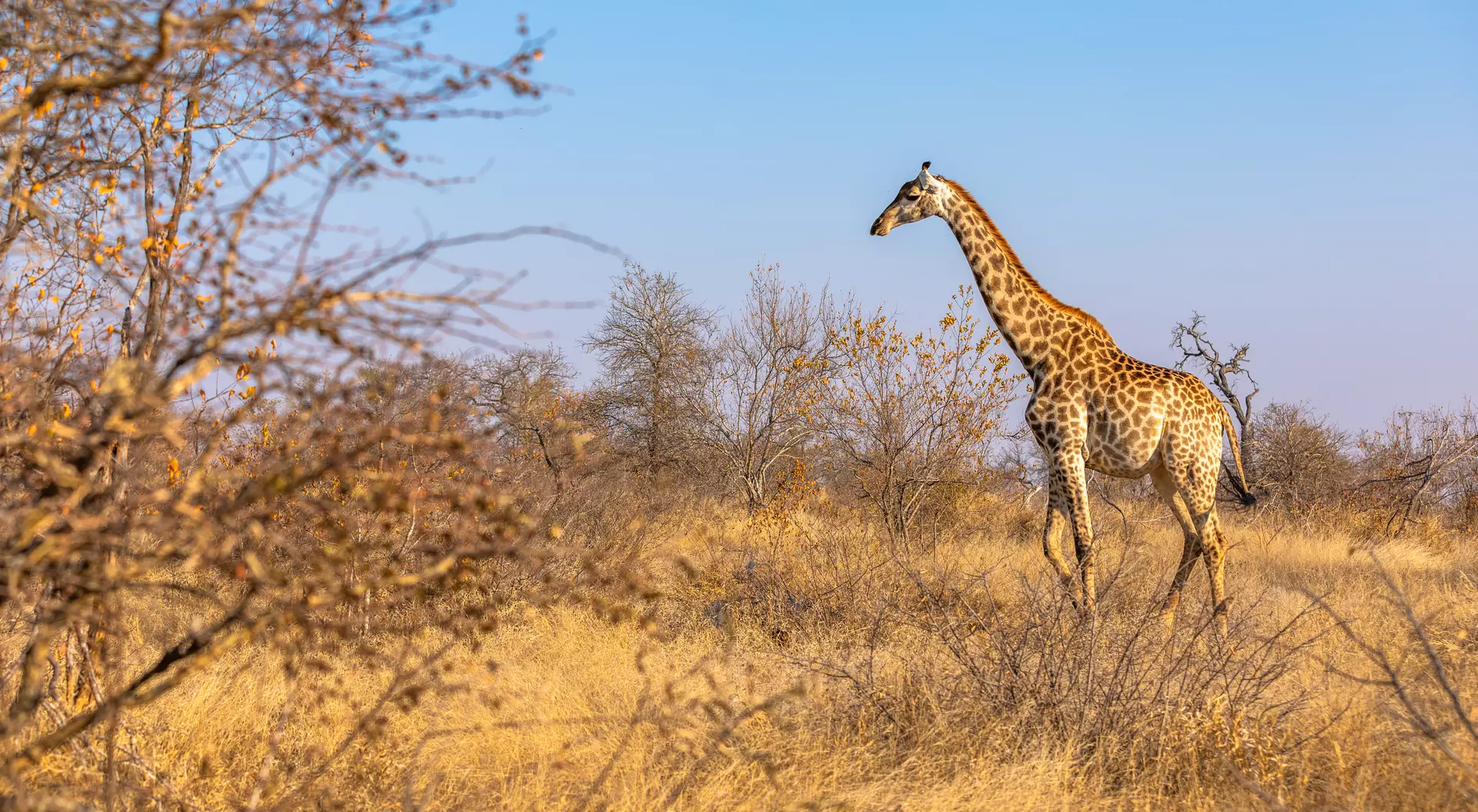 The giraffe strolls gracefully across the sun-kissed African Savanna.