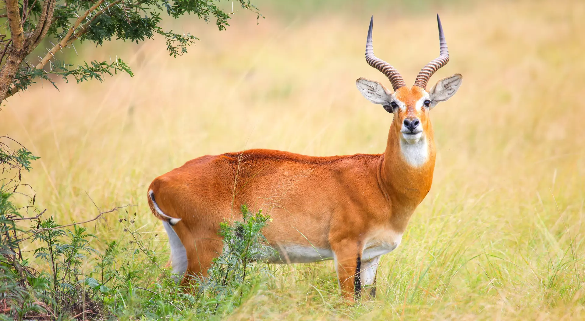 Graceful Ugandan kob captured in its natural habitat.