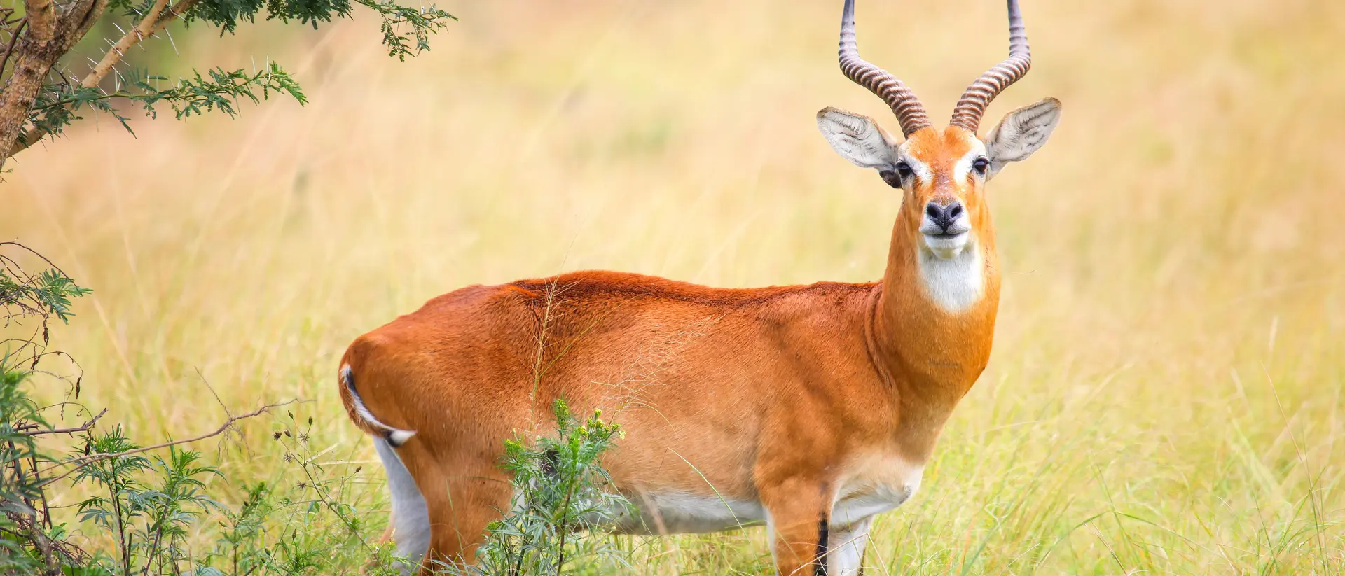 Graceful Ugandan kob captured in its natural habitat.