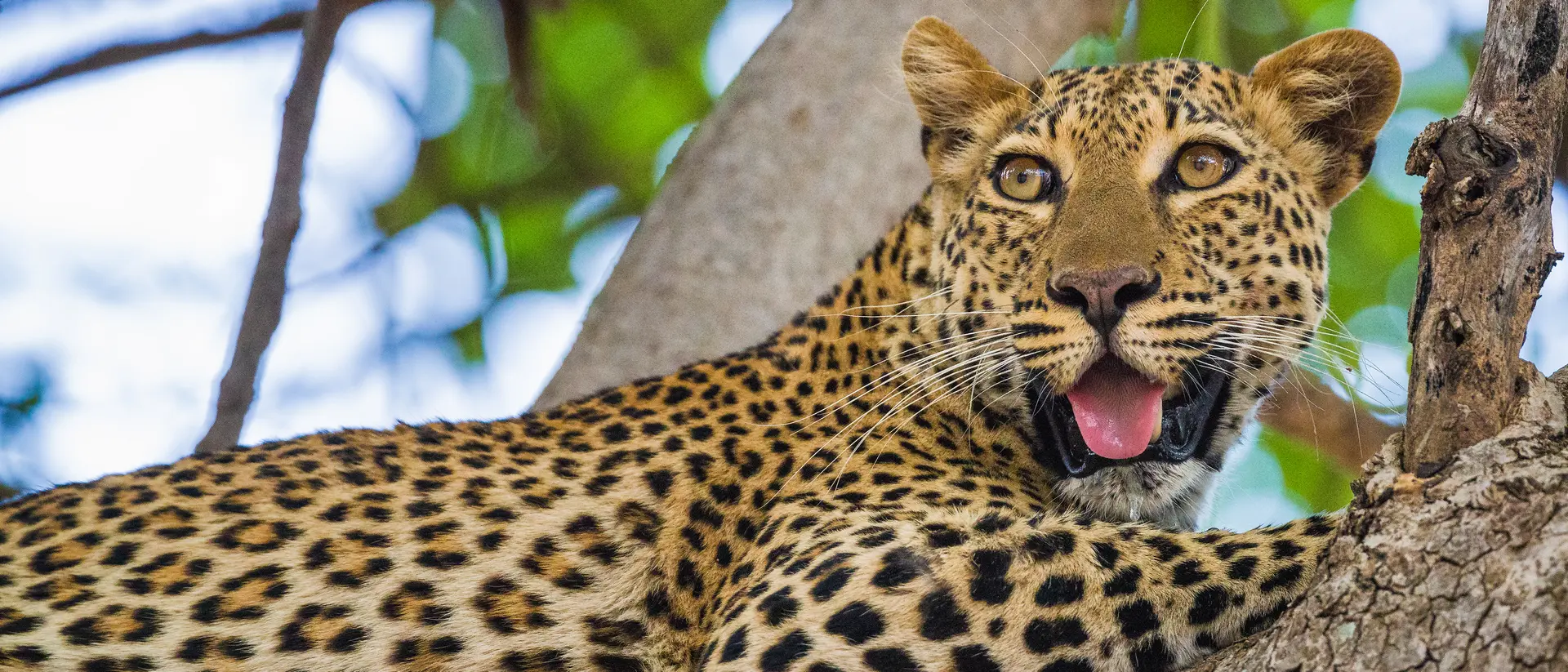 Leopard resting in a tree.