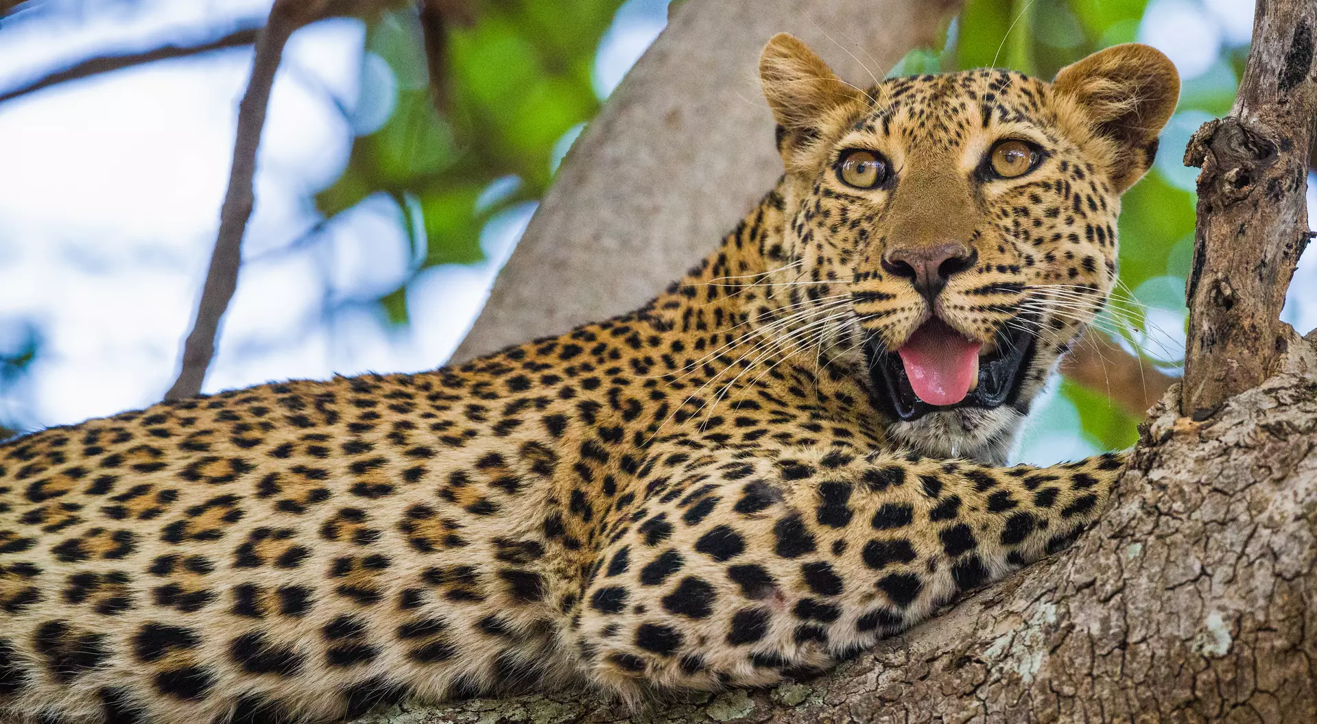 Leopard resting in a tree.