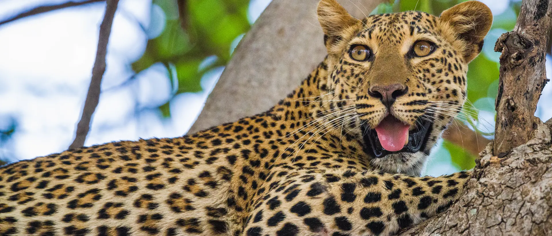 Leopard resting in a tree.