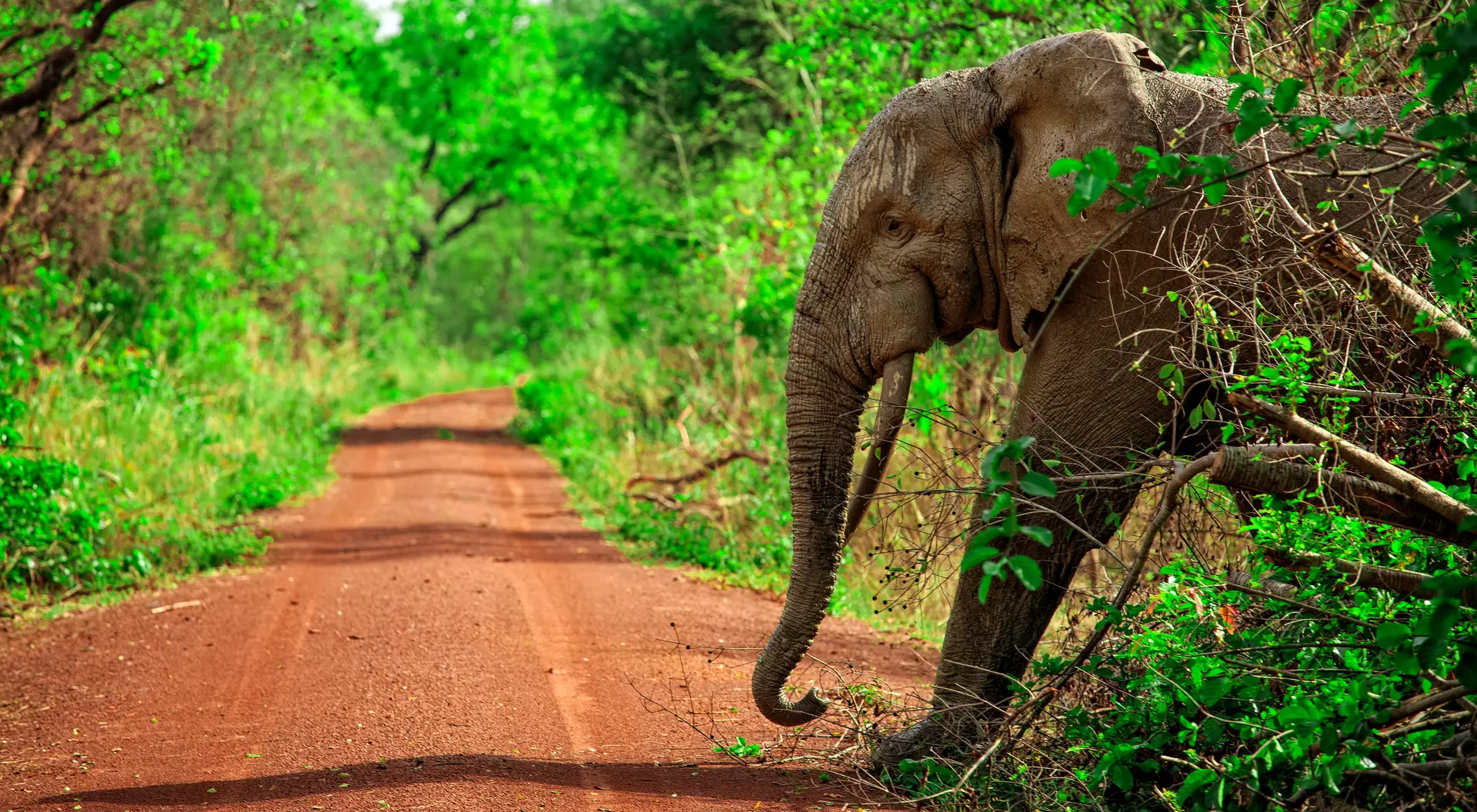 An elephant gracefully crossing a road portraying the majestic beauty of wildlife