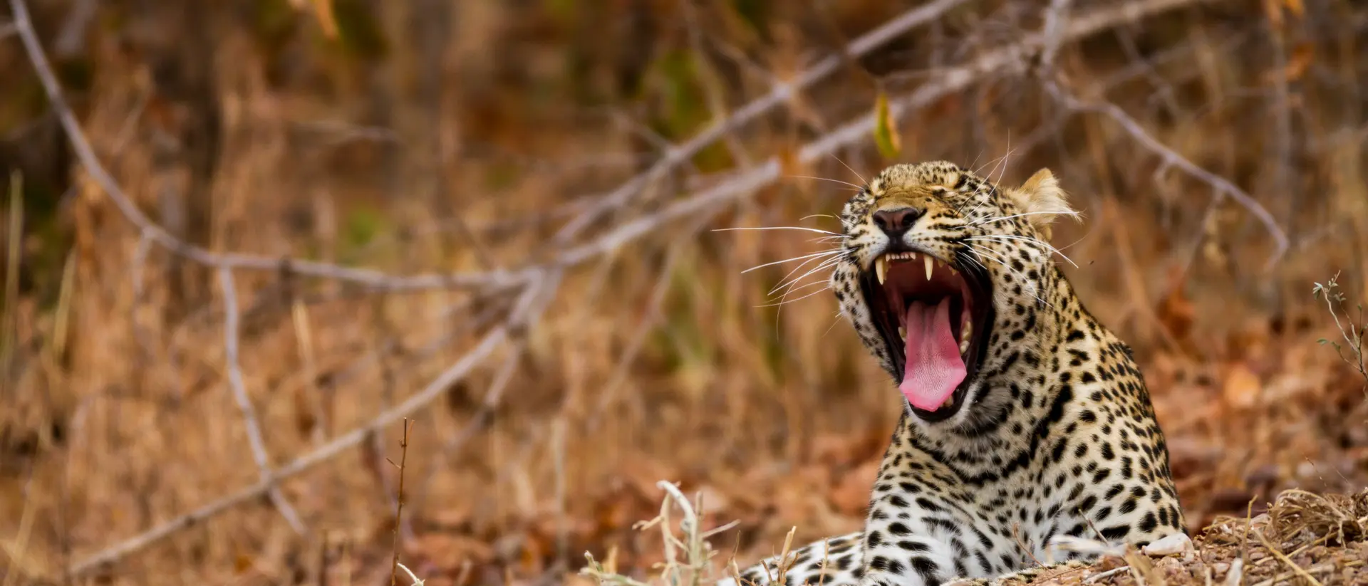 Leopard, Zambia