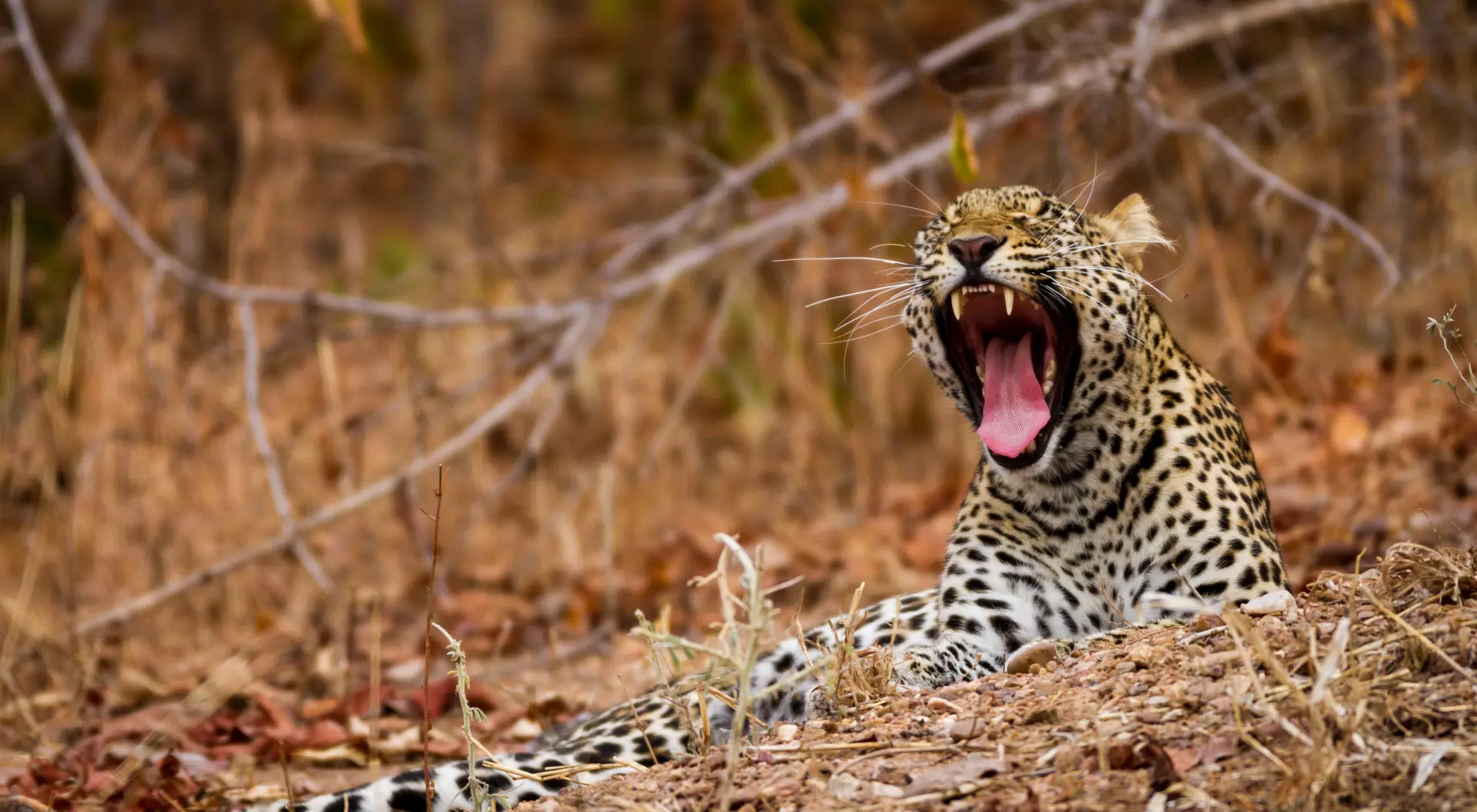 Leopard, Zambia
