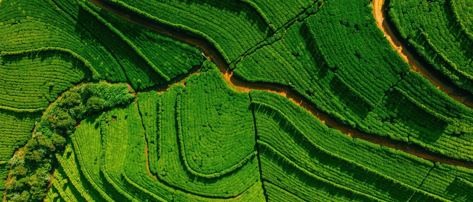 Aerial drone view of tea fields in Nuwara Eliya.