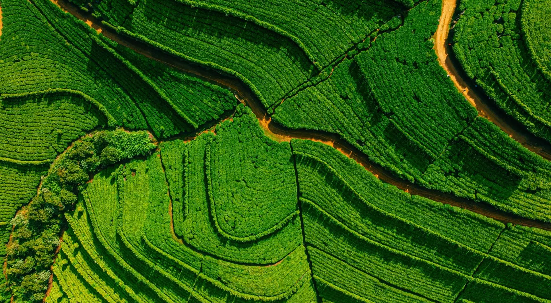 Aerial drone view of tea fields in Nuwara Eliya.