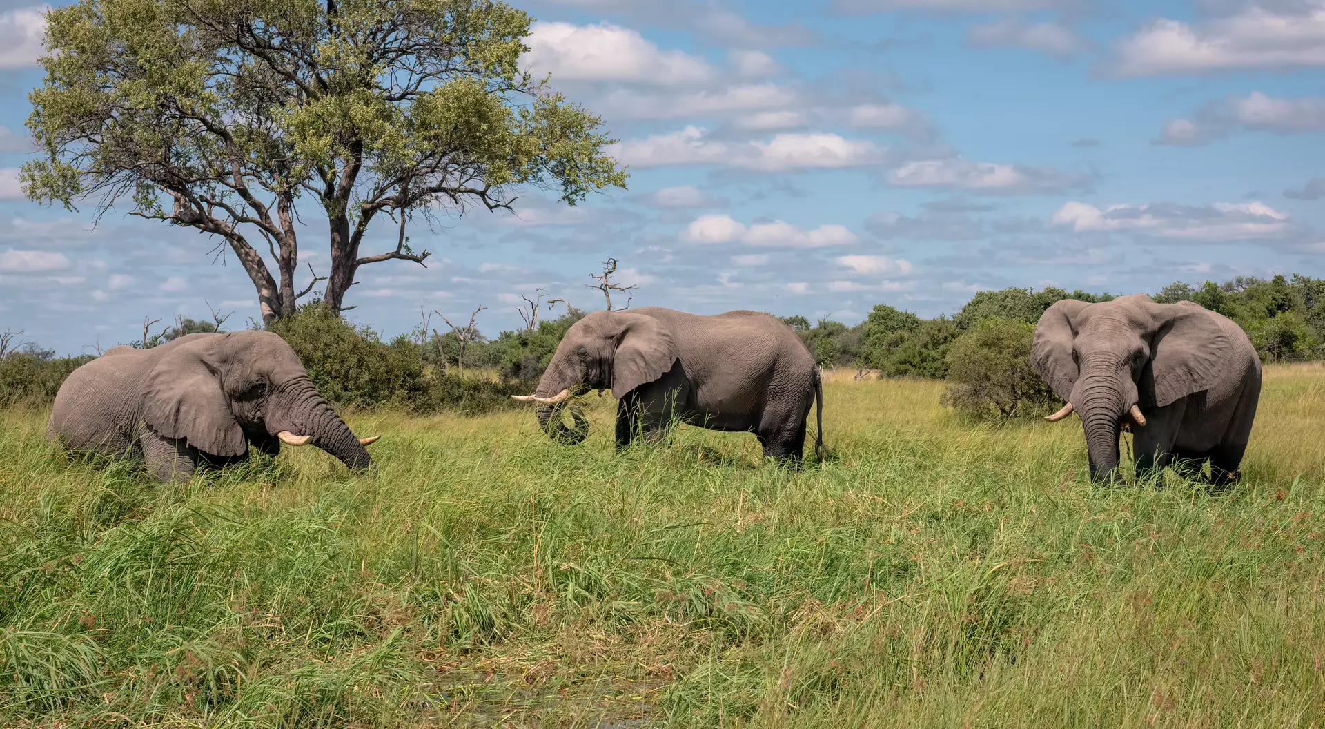 African bush elephant, Okavango Delta