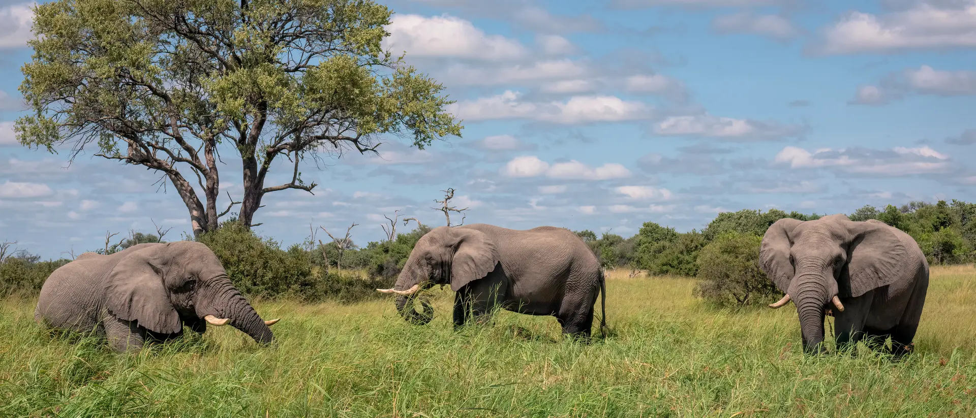 African bush elephant, Okavango Delta