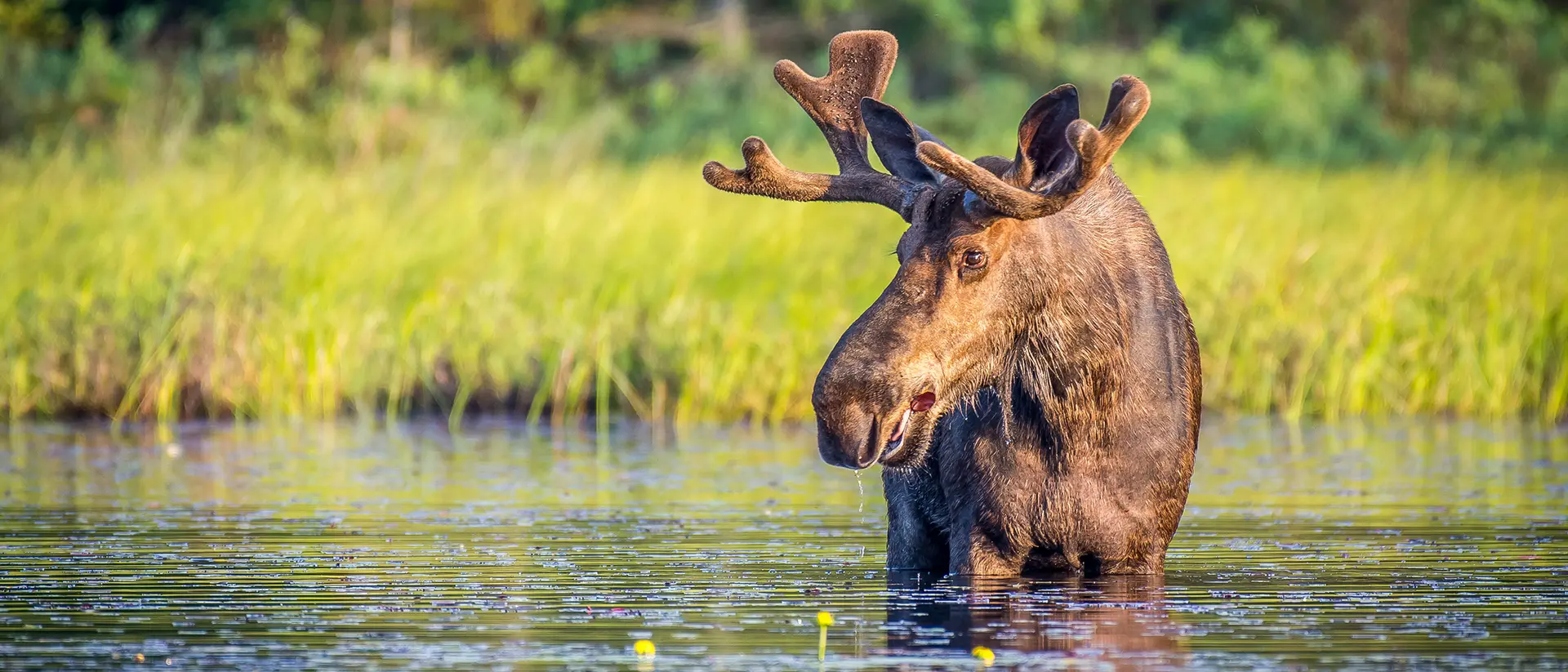Algonquin Provincial Park