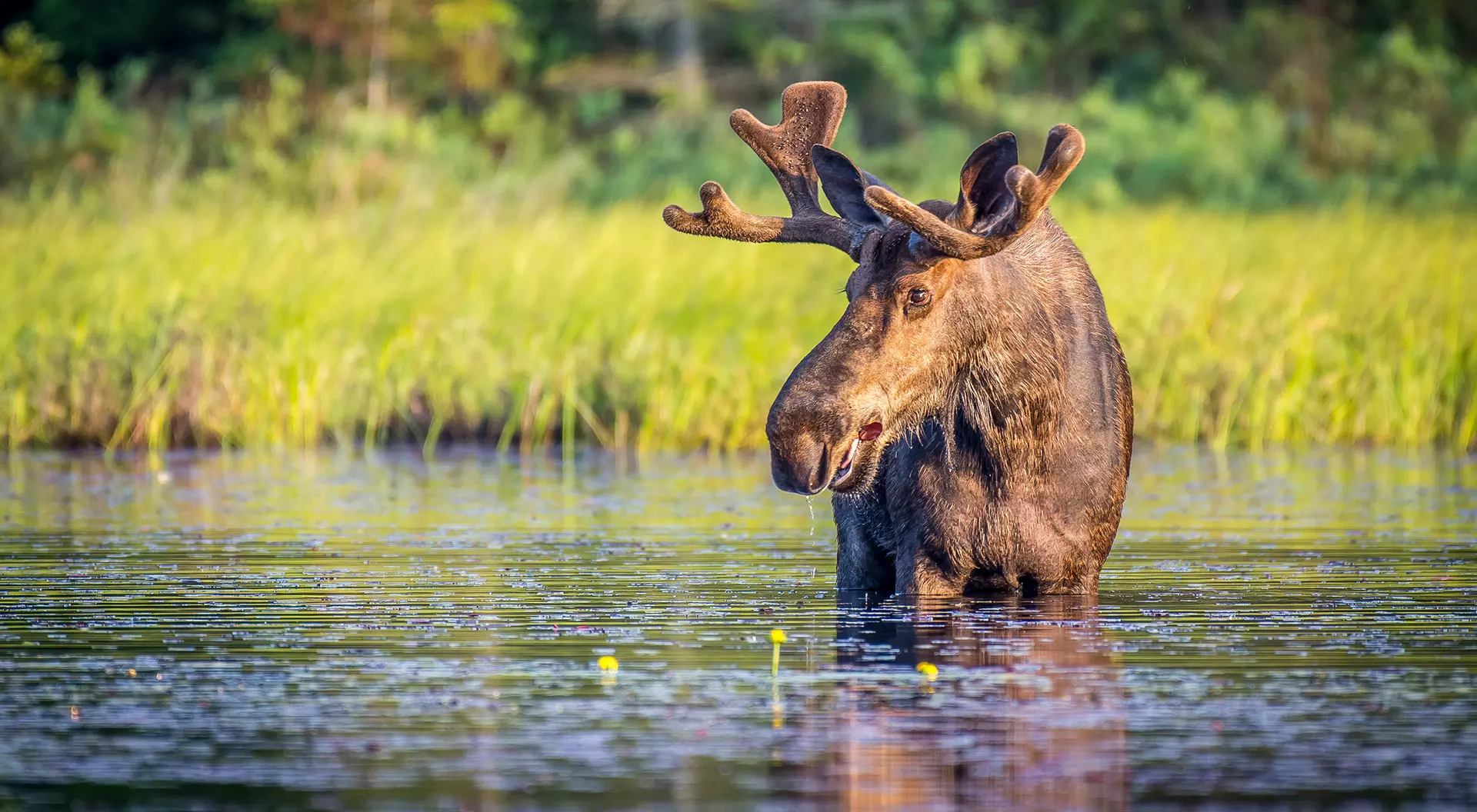 Algonquin Provincial Park