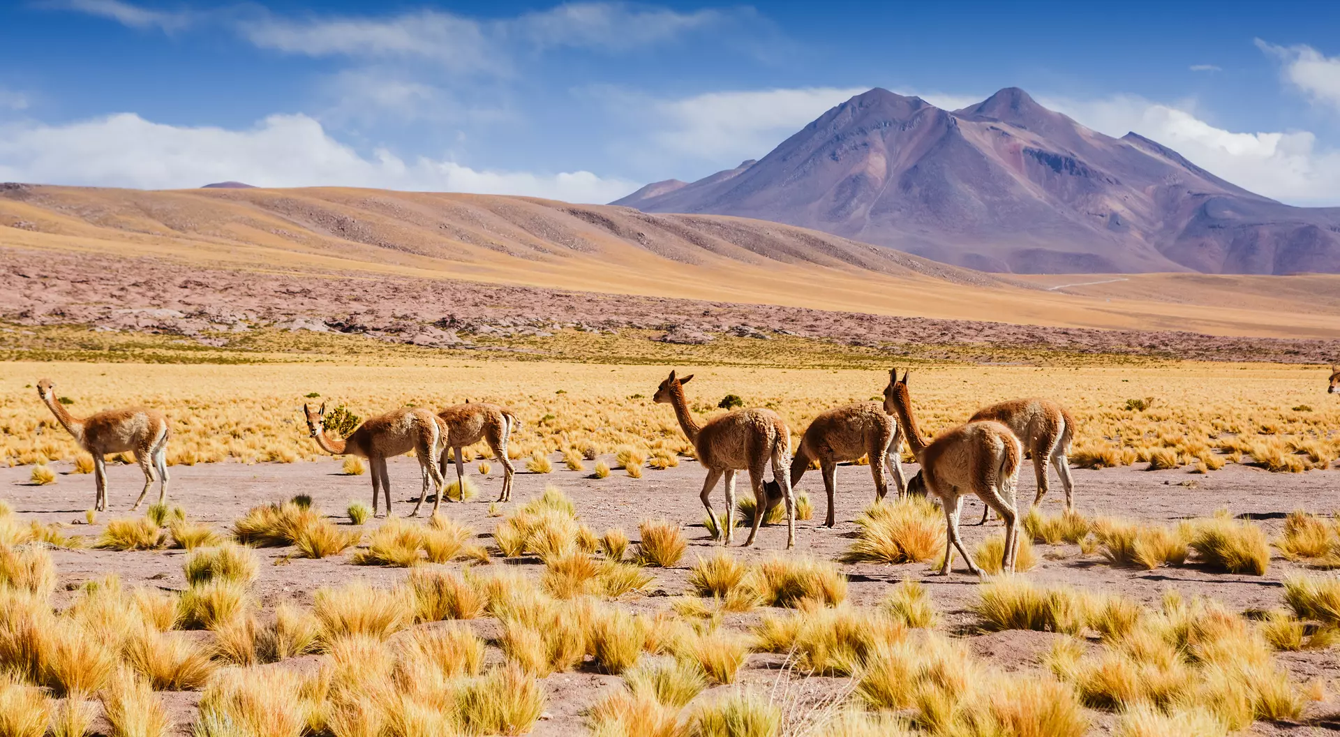 Atacama Desert, Chile