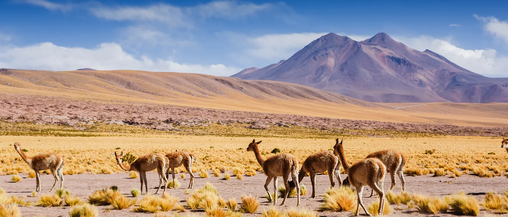 Atacama Desert, Chile