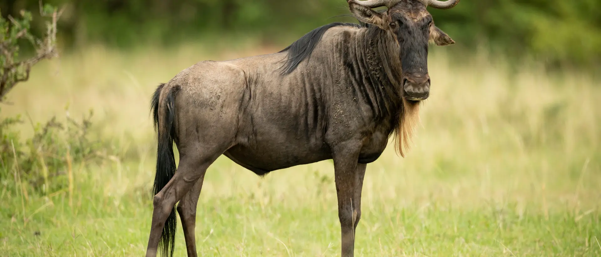 Blue wildebeest