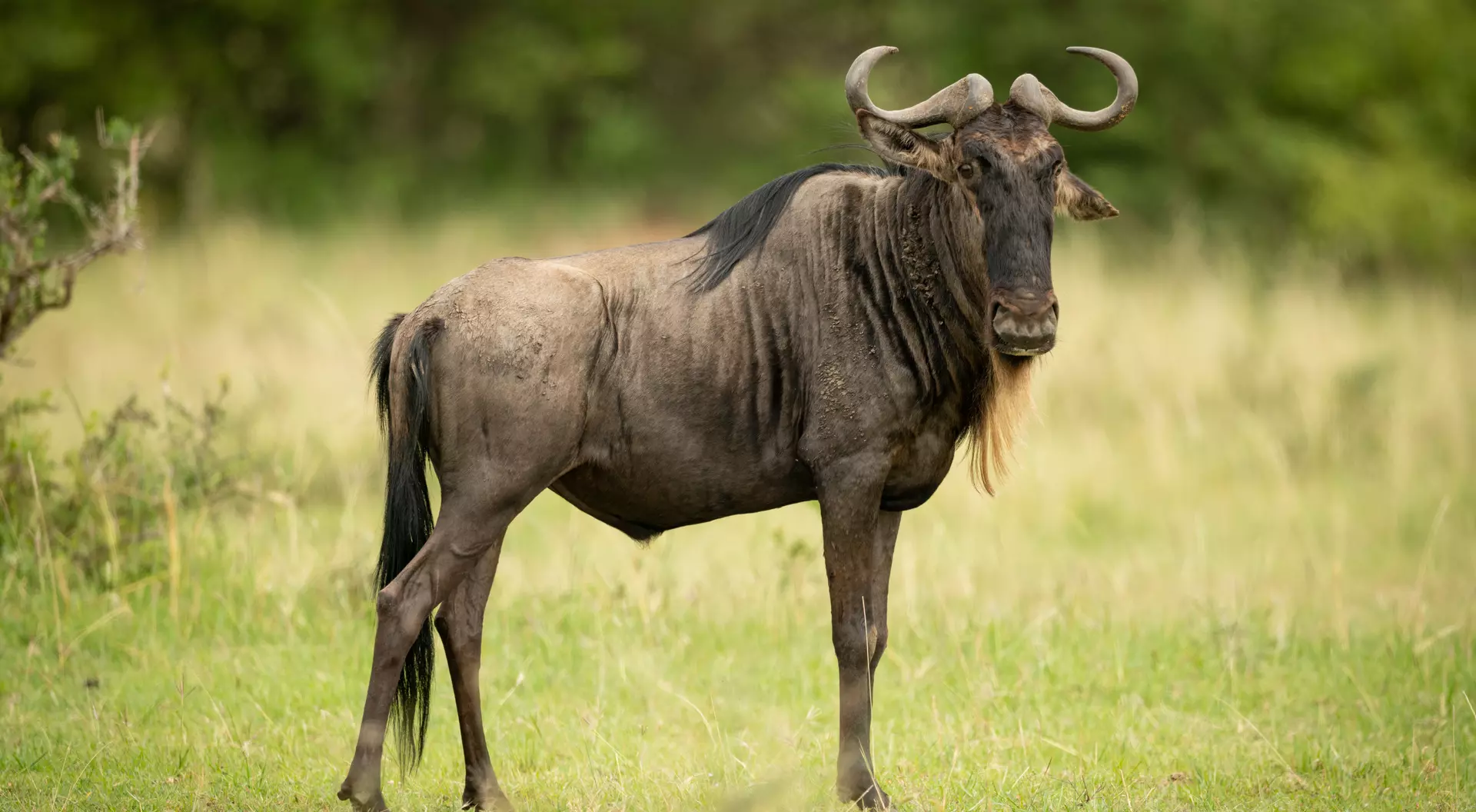 Blue wildebeest
