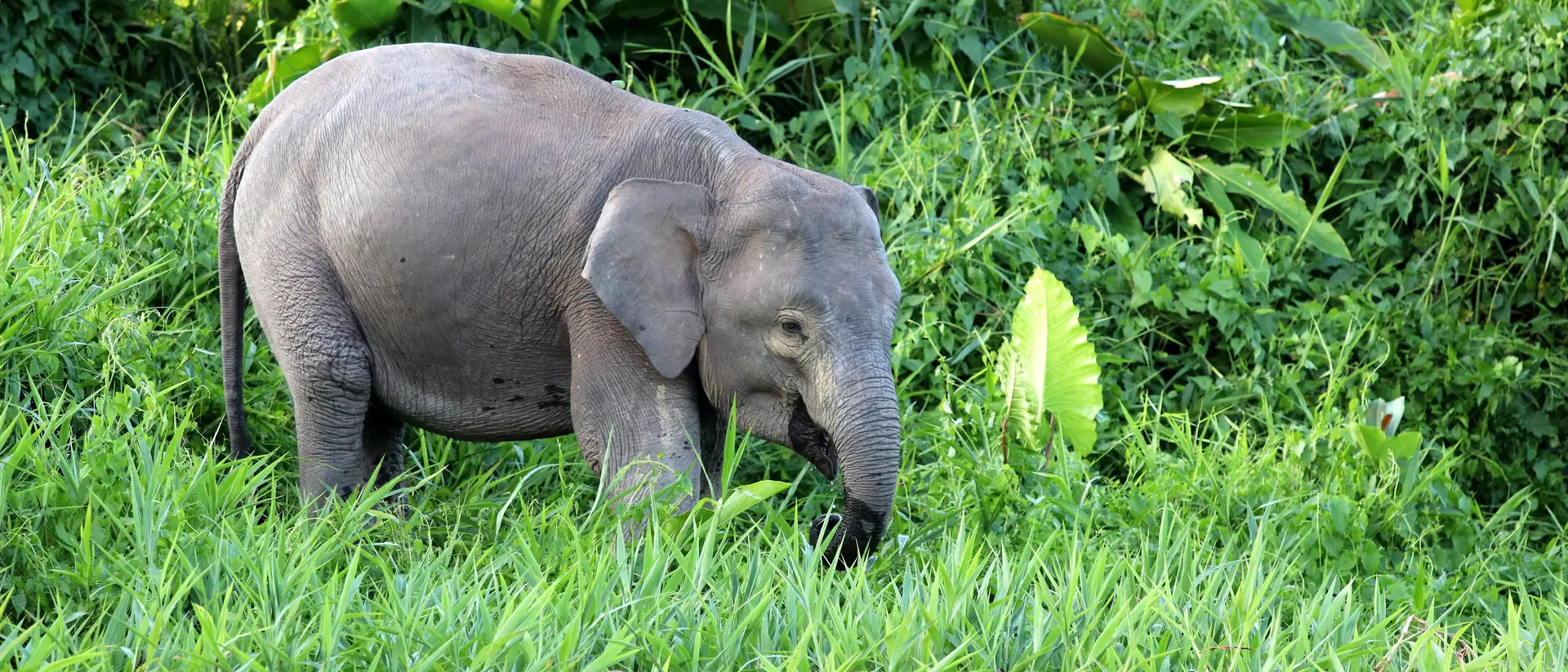 Pygmy Elephant