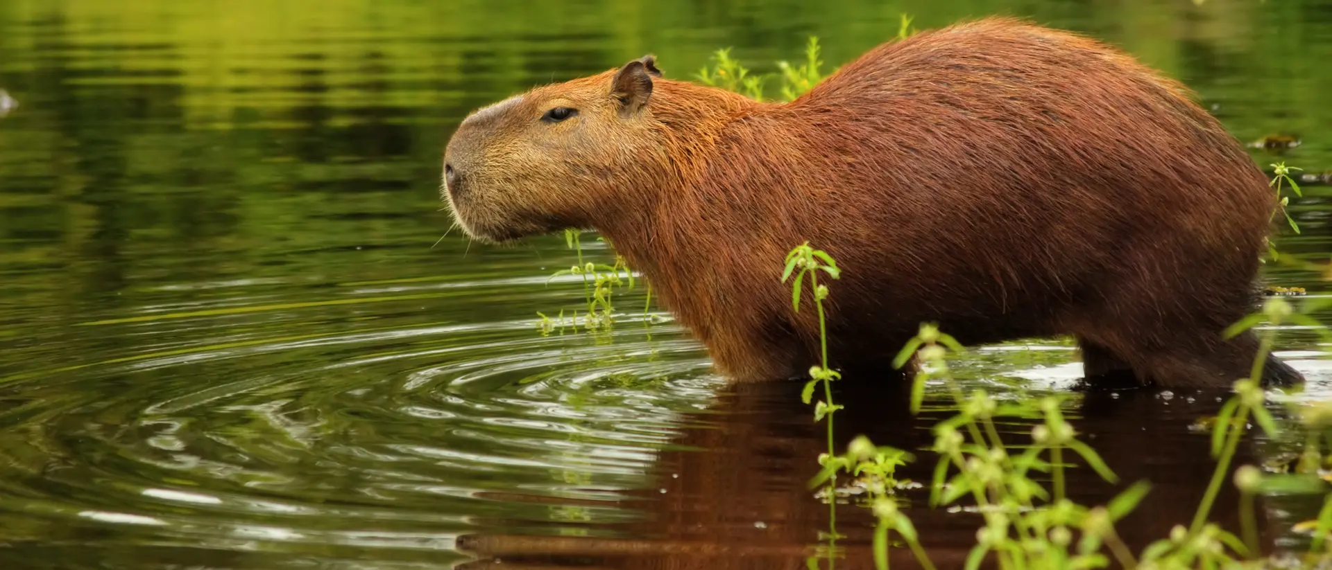 Capybara, Pantanal Wetlands, Brazil