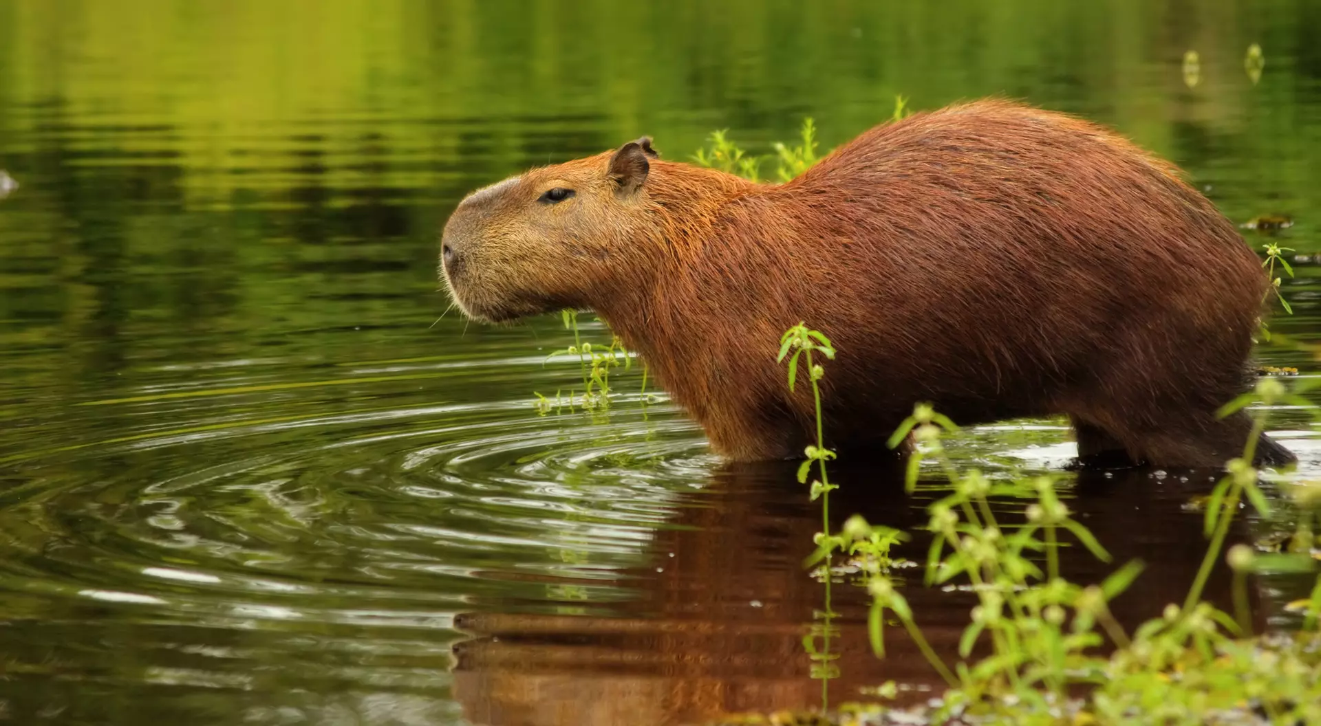 Capybara, Pantanal Wetlands, Brazil