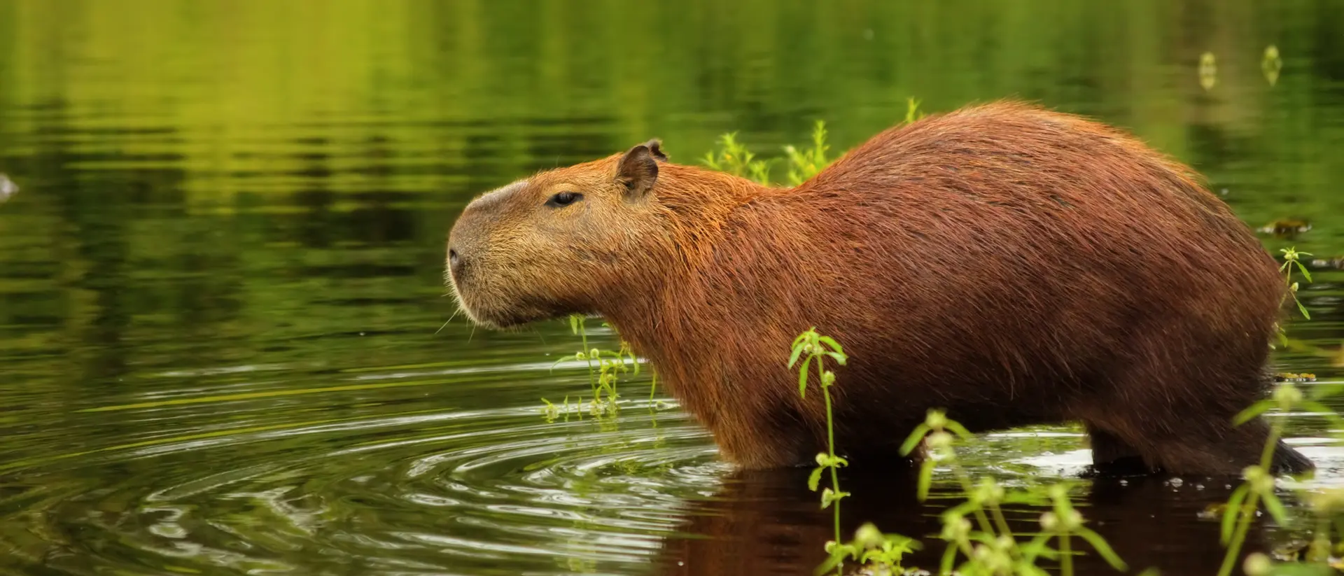 Capybara, Pantanal Wetlands, Brazil