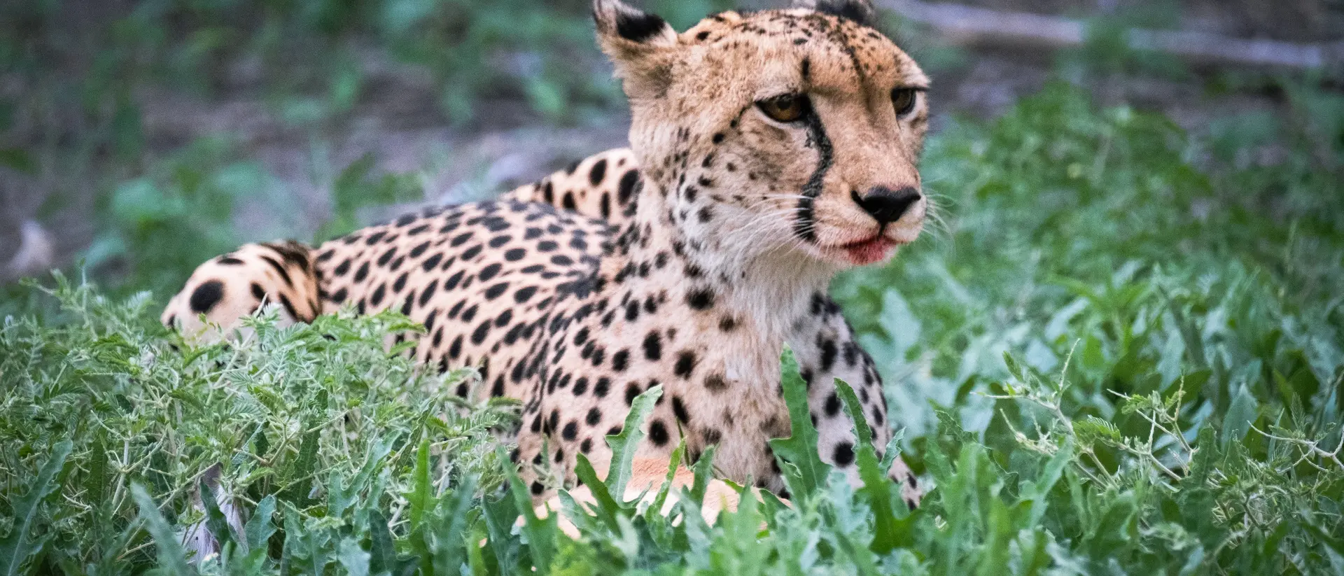 Cheetah, Moremi Nature Reserve