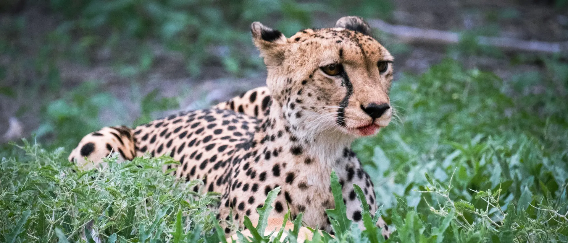 Cheetah, Moremi Nature Reserve