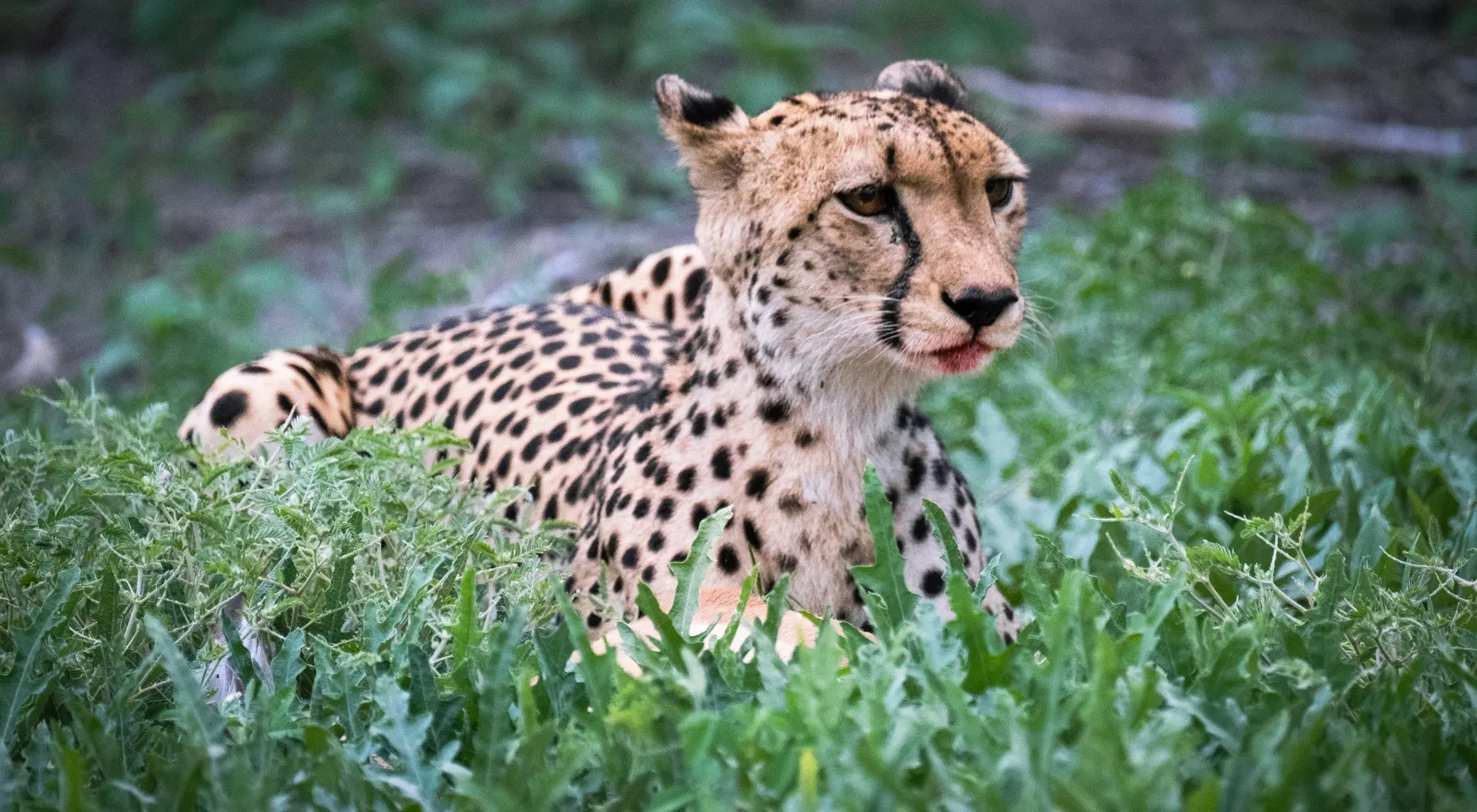 Cheetah, Moremi Nature Reserve