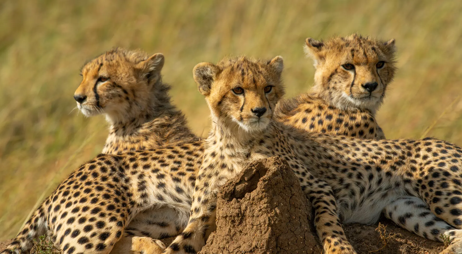 Cheetah cubs, Kruger National Park