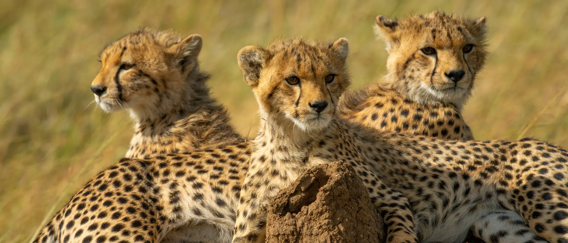 Cheetah cubs, Kruger National Park