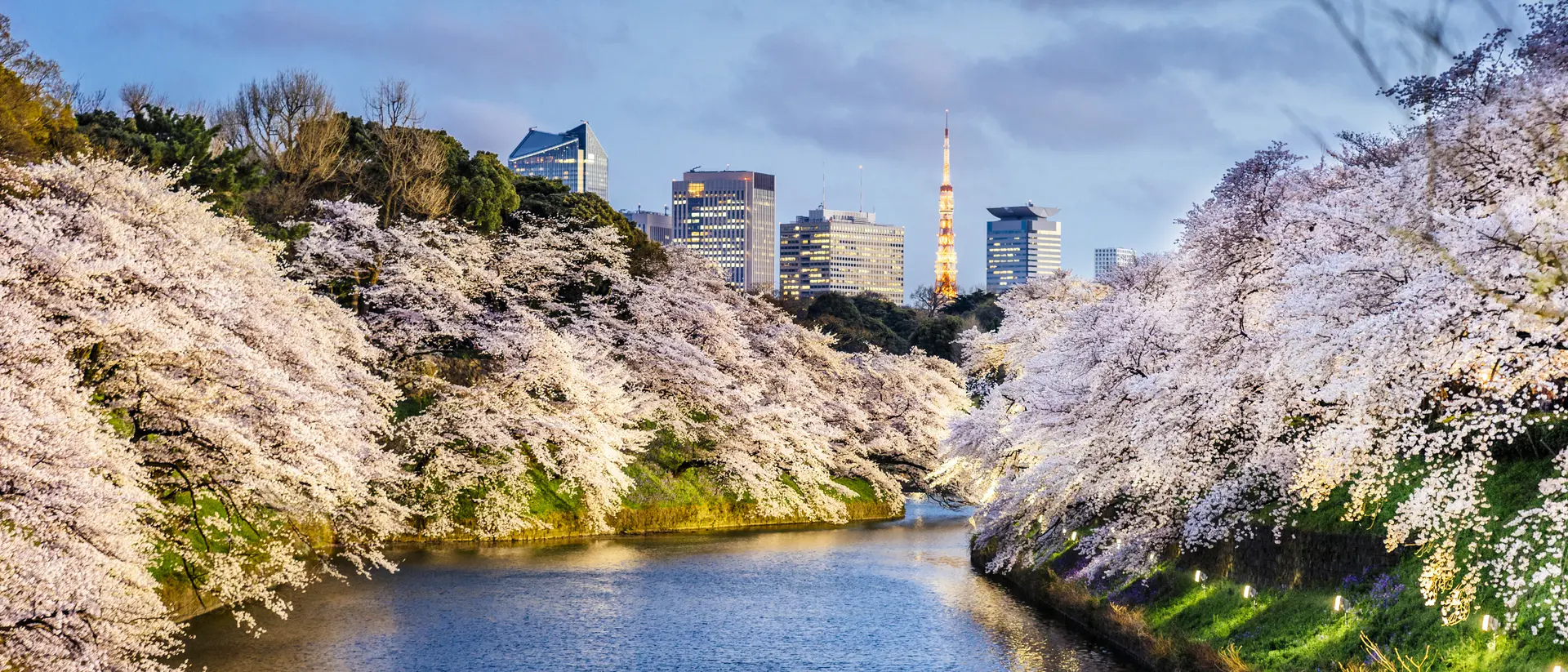 Cherry Blossoms in Tokyo