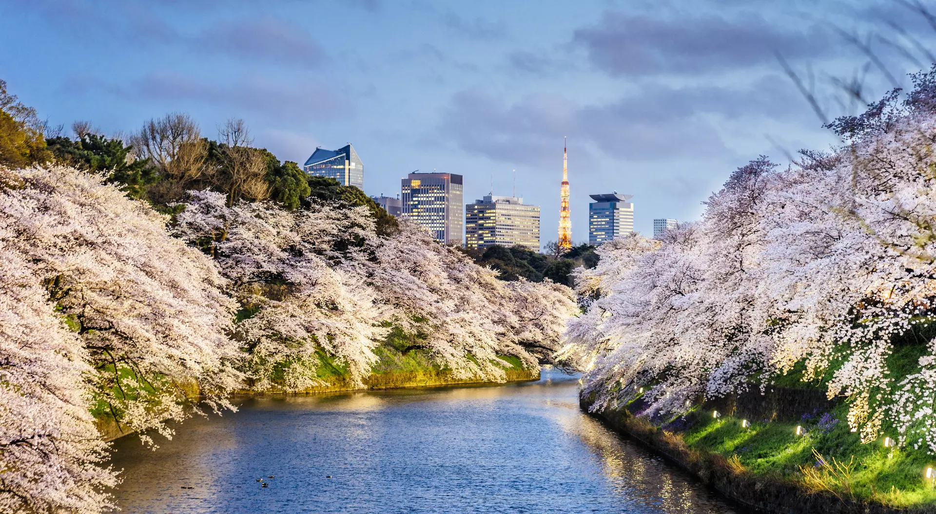 Cherry Blossoms in Tokyo