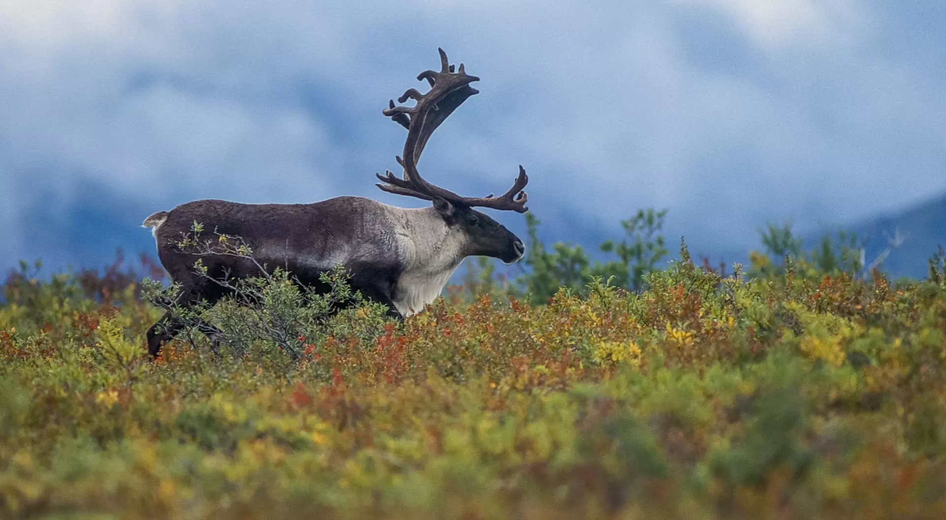 Denali National Park
