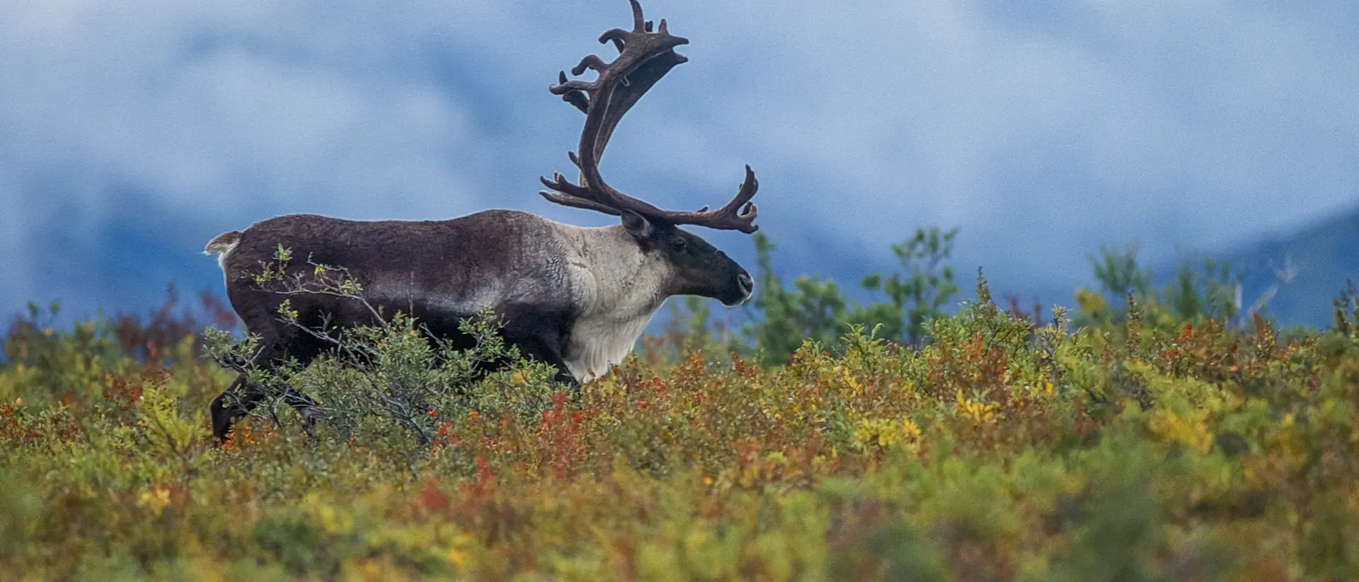 Denali National Park