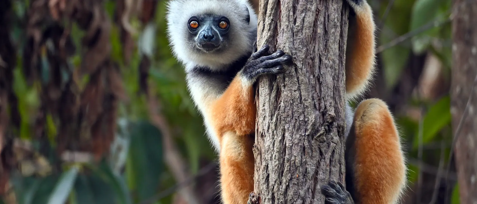 Diademed sifaka lemur