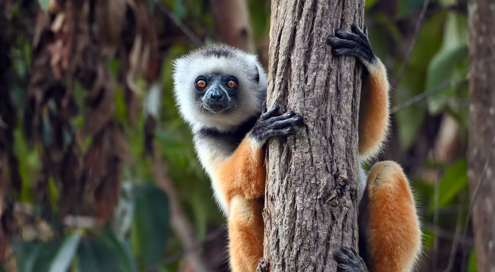 Diademed sifaka lemur