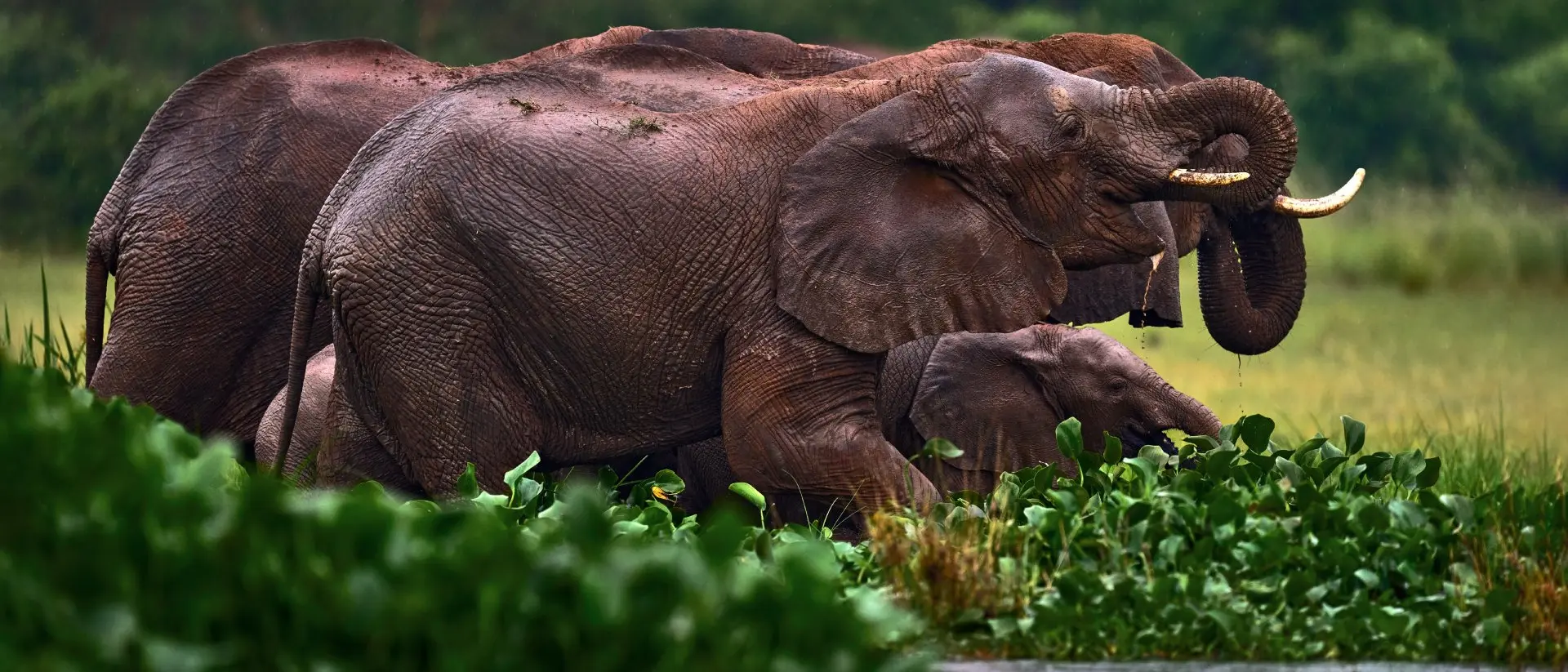 Elephants, Zambia
