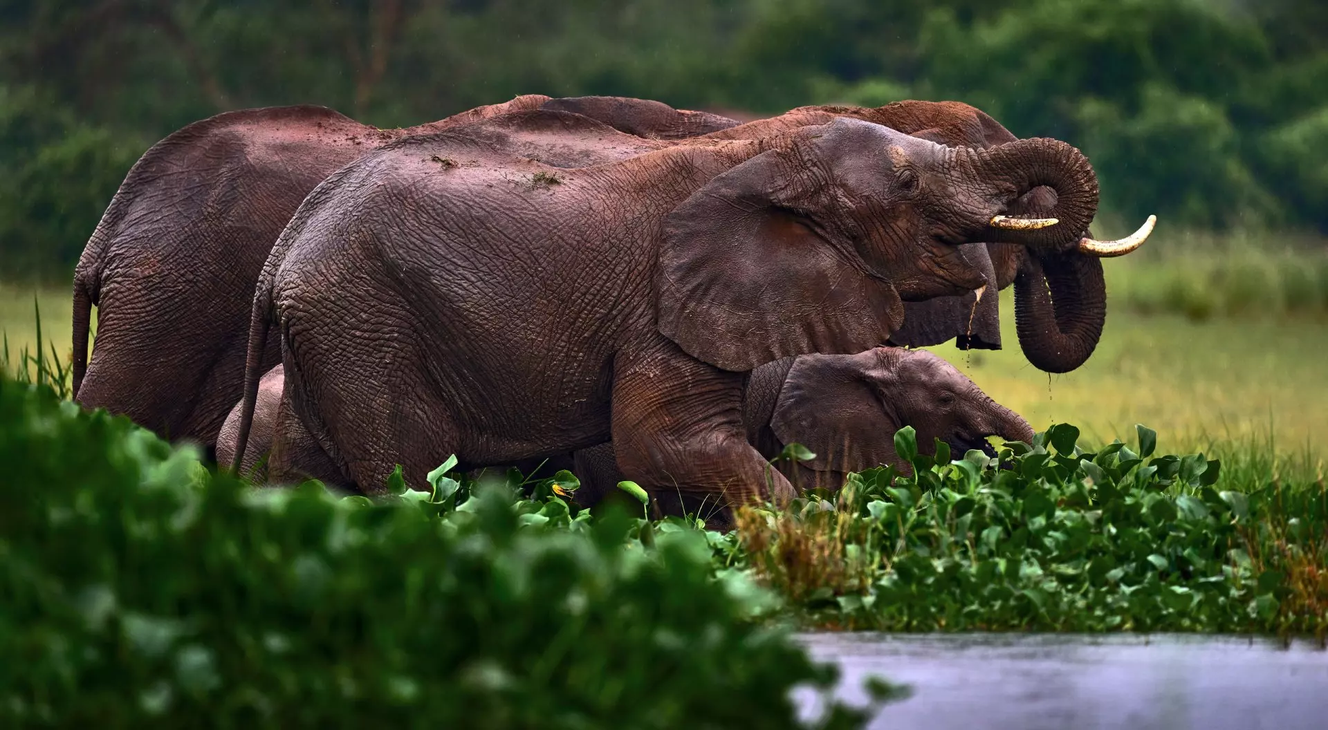 Elephants, Zambia