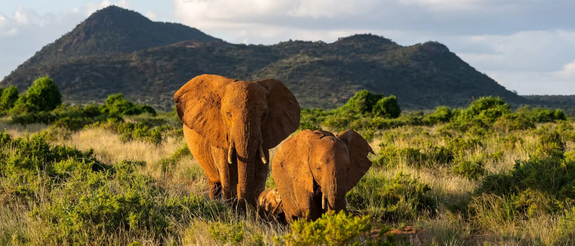 Elephant in Samburu National Reserve