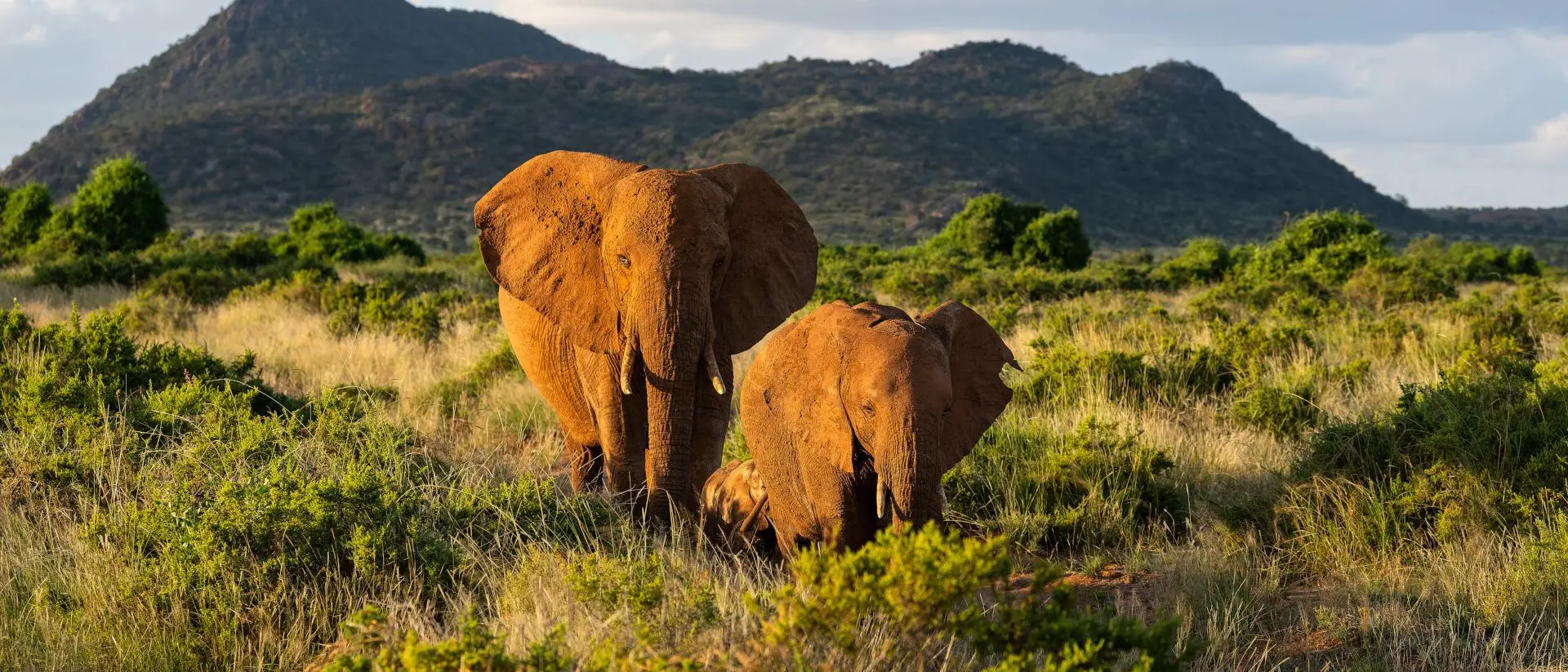 Elephant in Samburu National Reserve