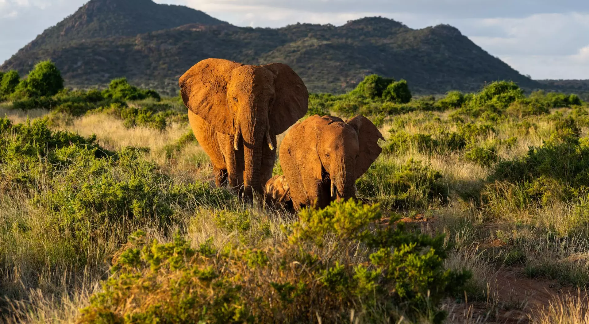 Elephant in Samburu National Reserve